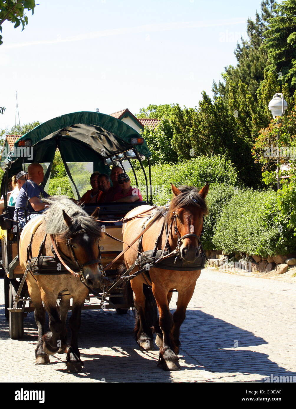 Covered wagon with horses Stock Photo Alamy