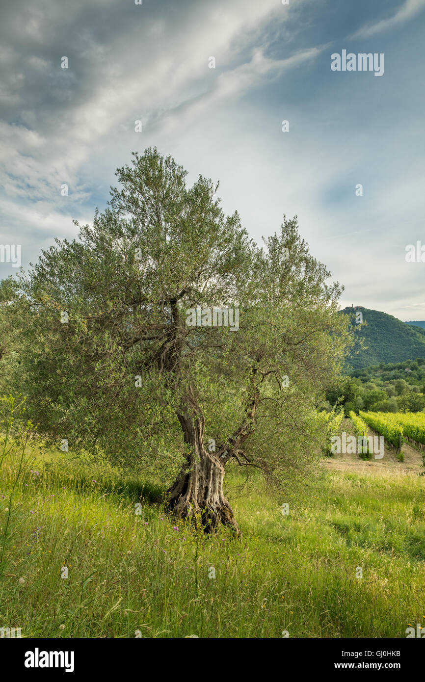 a vineyard at Castello Di Pontentino, nr Seggiano, Province of Grosseto, Tuscany, Italy Stock Photo