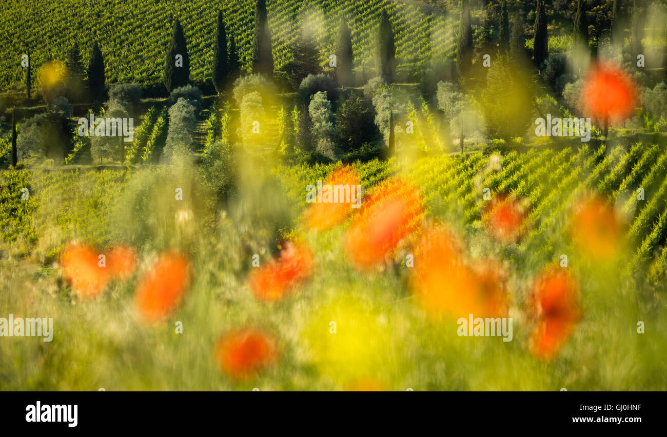 poppies and vineyards near Castelnuovo dell'Abate, Montalcino, Tuscany, Italy Stock Photo