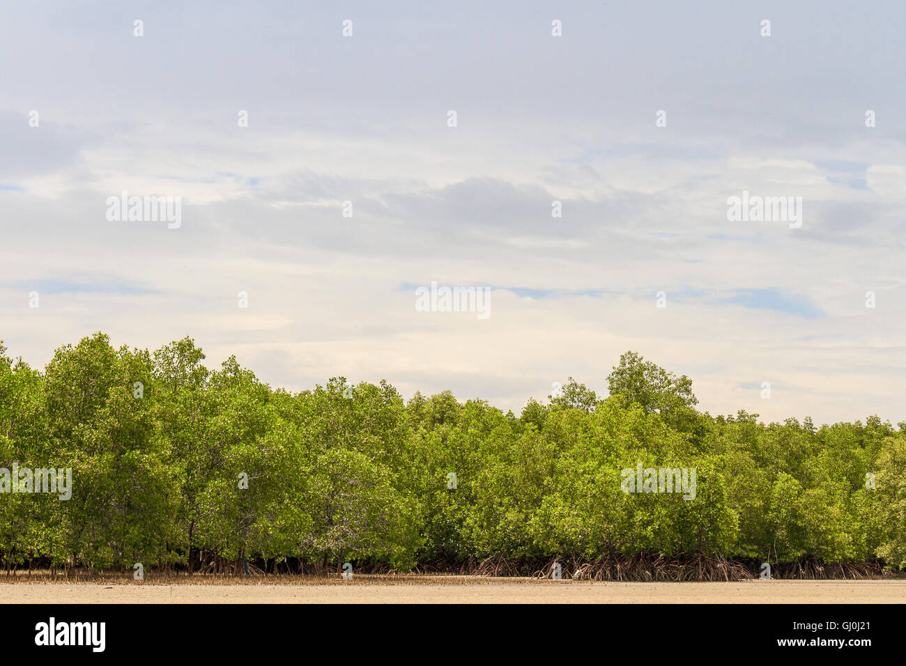 Mangroves Tree Or Shrub Stock Photo