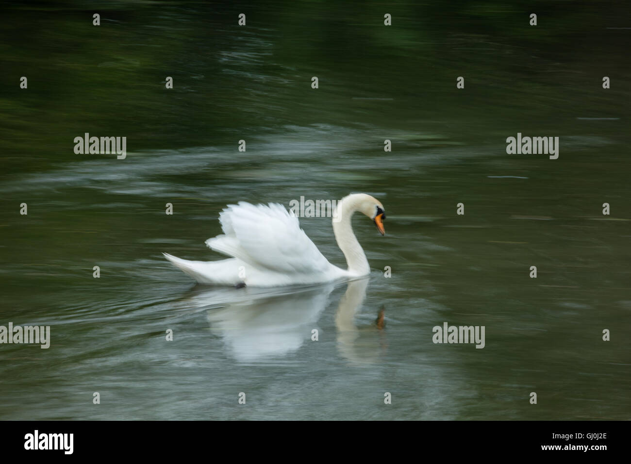 swan in Belnheim Park, Oxfordshire, England Stock Photo