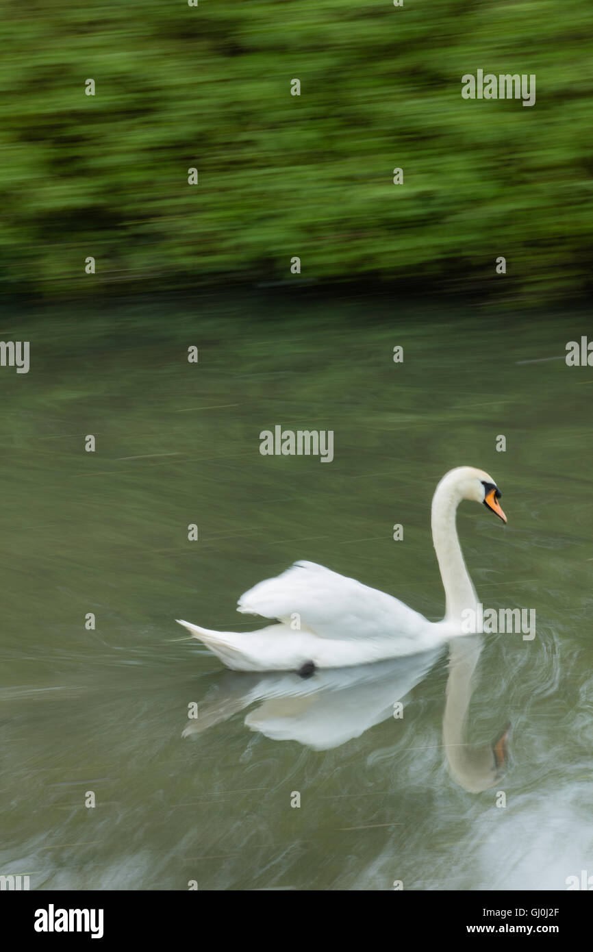 swan in Belnheim Park, Oxfordshire, England Stock Photo