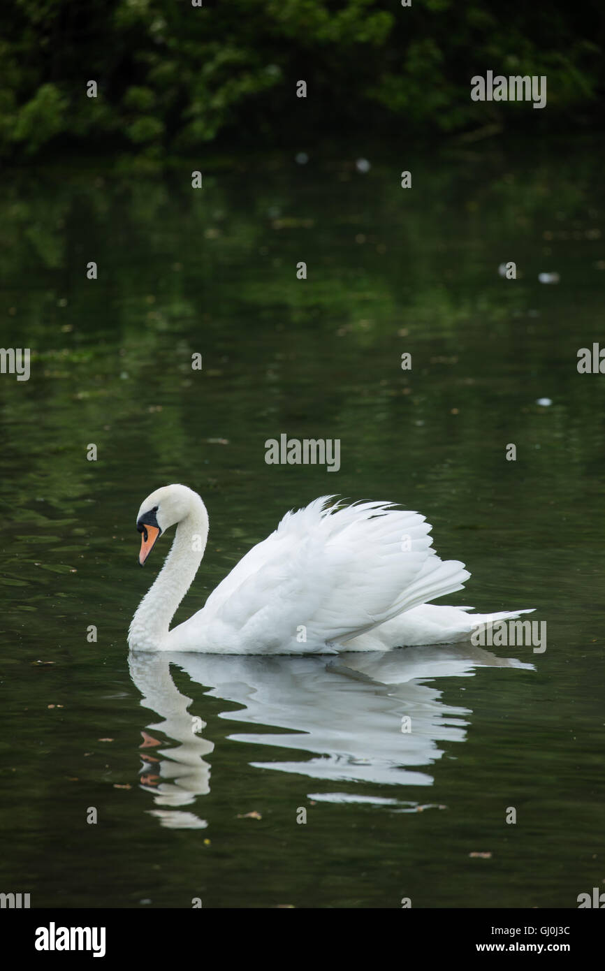 swan in Blenheim Park, Oxfordshire, England Stock Photo
