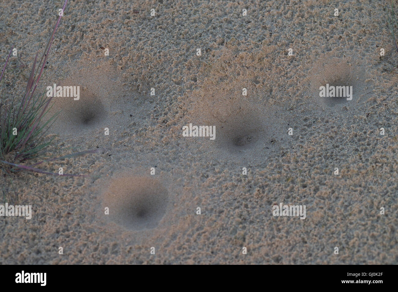 Ameisenlöwe, Ameisenlöwen, Ameisen-Löwe, Ameisenjungfer, Myrmeleontidae, Fangtrichter im Sand einer Binnendüne, Larve, Larven, a Stock Photo