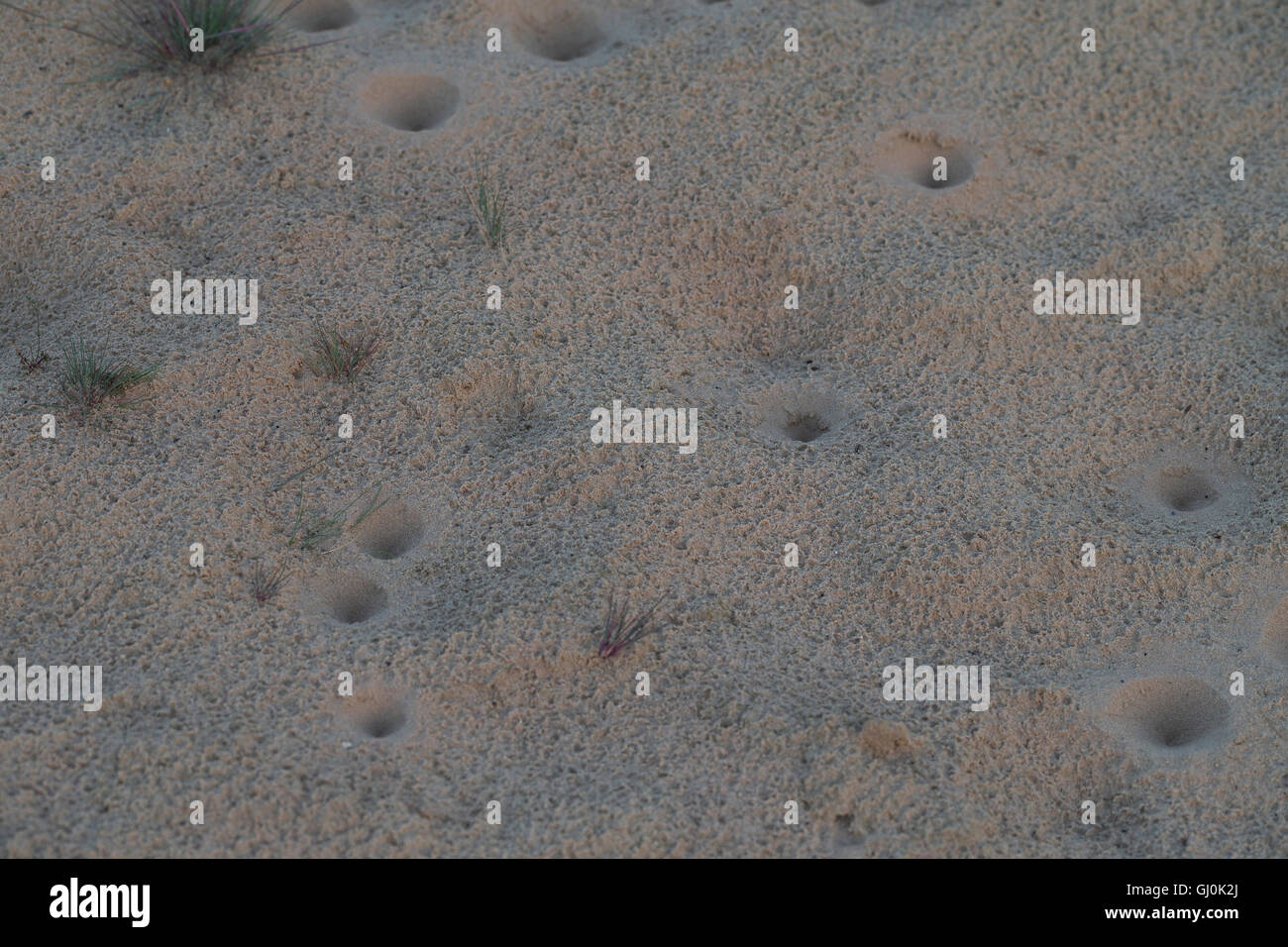 Ameisenlöwe, Ameisenlöwen, Ameisen-Löwe, Ameisenjungfer, Myrmeleontidae, Fangtrichter im Sand einer Binnendüne, Larve, Larven, a Stock Photo