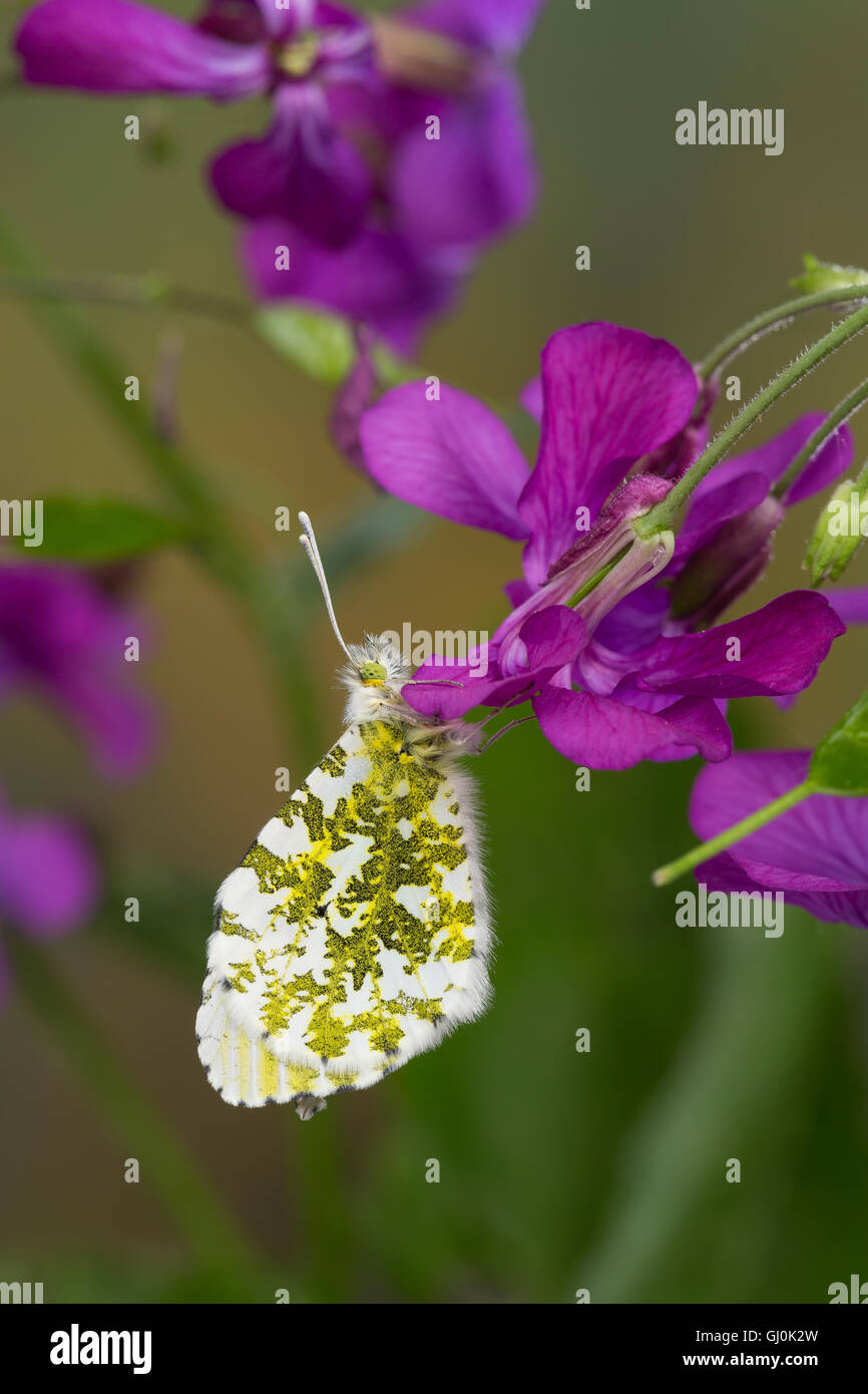 Aurorafalter, Weibchen, Aurora-Falter, Anthocharis cardamines, orange-tip, female, L’Aurore Stock Photo