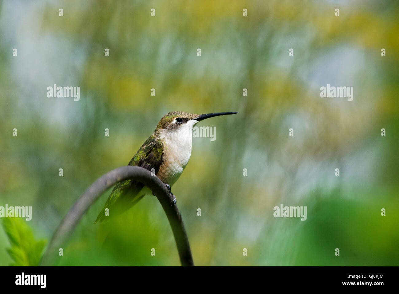 Hummingbird (Archilochus colubris) little summer bird on perch. Stock Photo