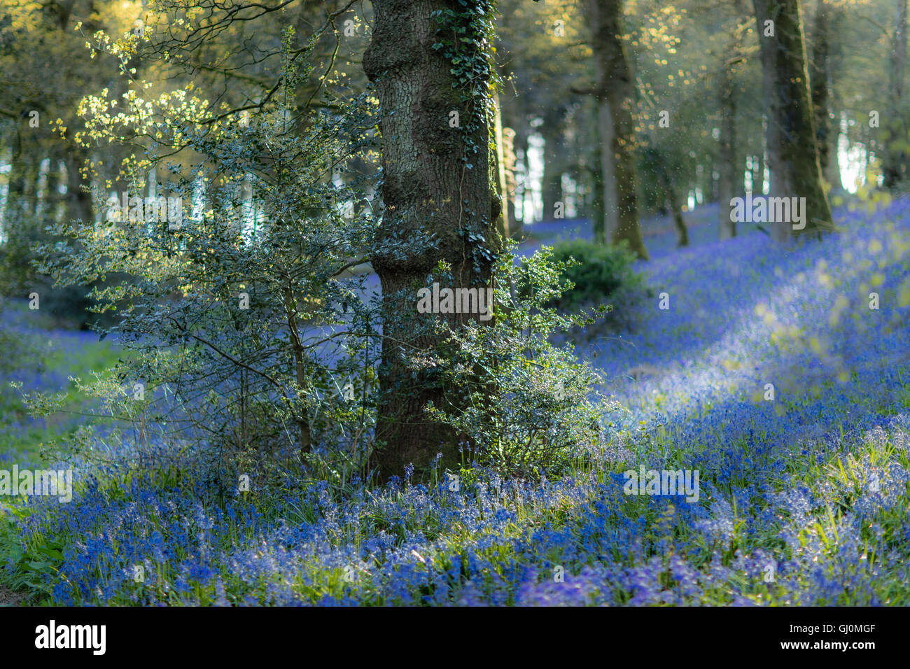 bluebells in the woods near Minterne Magna, Dorset, England Stock Photo
