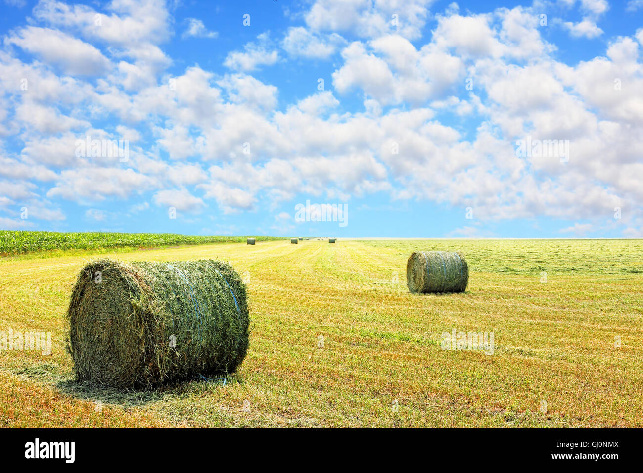 Golden stubble field and hay bales against cloudy sky Stock Photo - Alamy