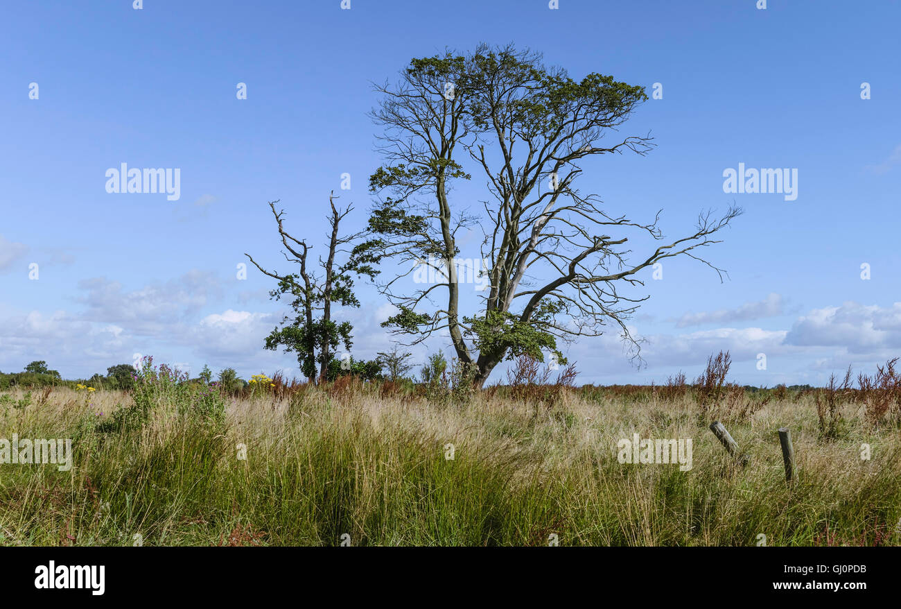 Aging tree and tall. wild grasses alongside the riverbank of the river