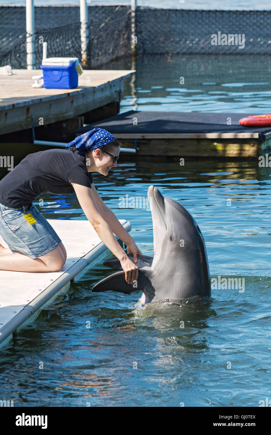 Captain Flipper: Dolphins And Their Role In The Navy