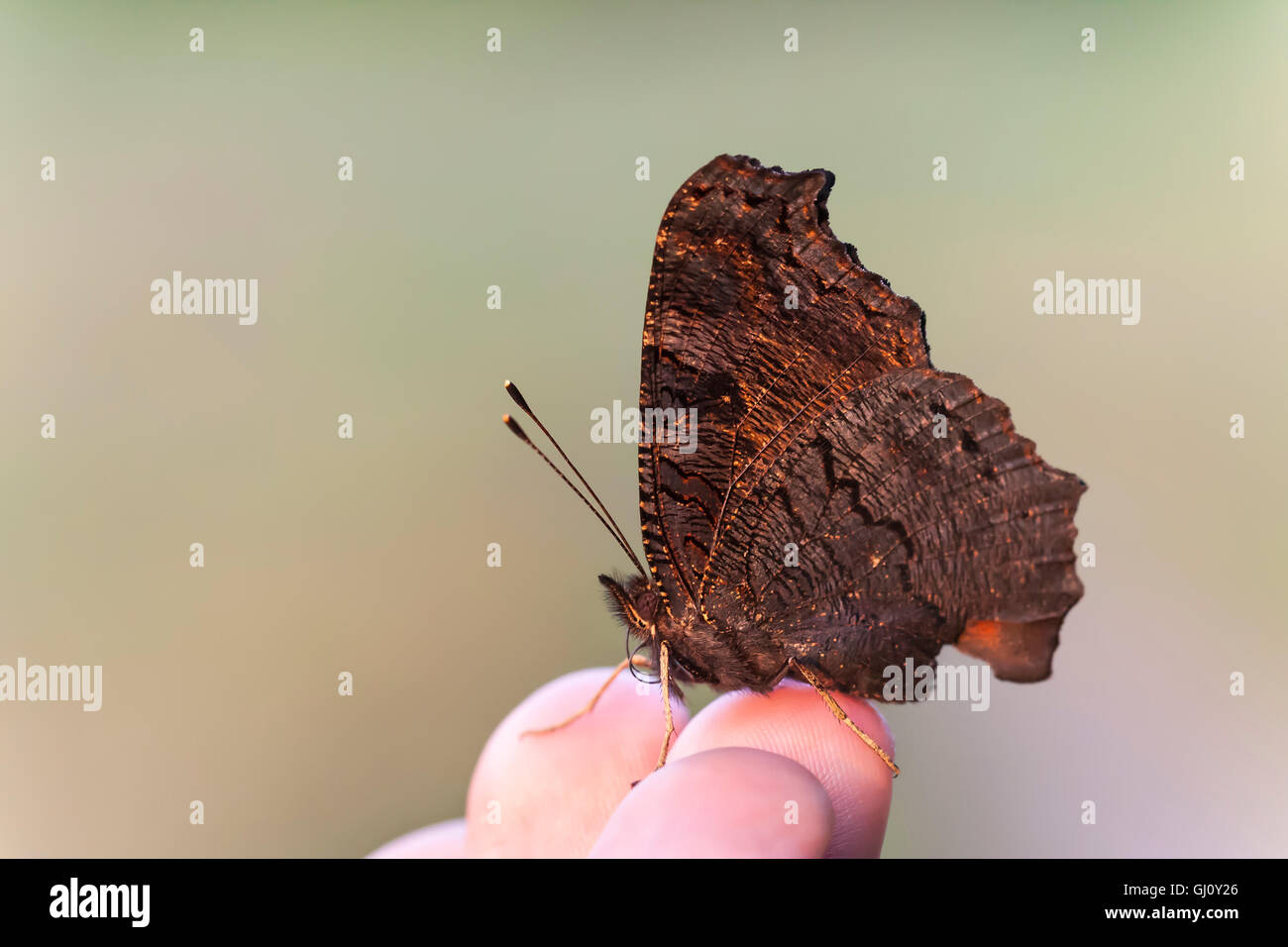 Closeup of a big large butterfly on a finger tips Stock Photo