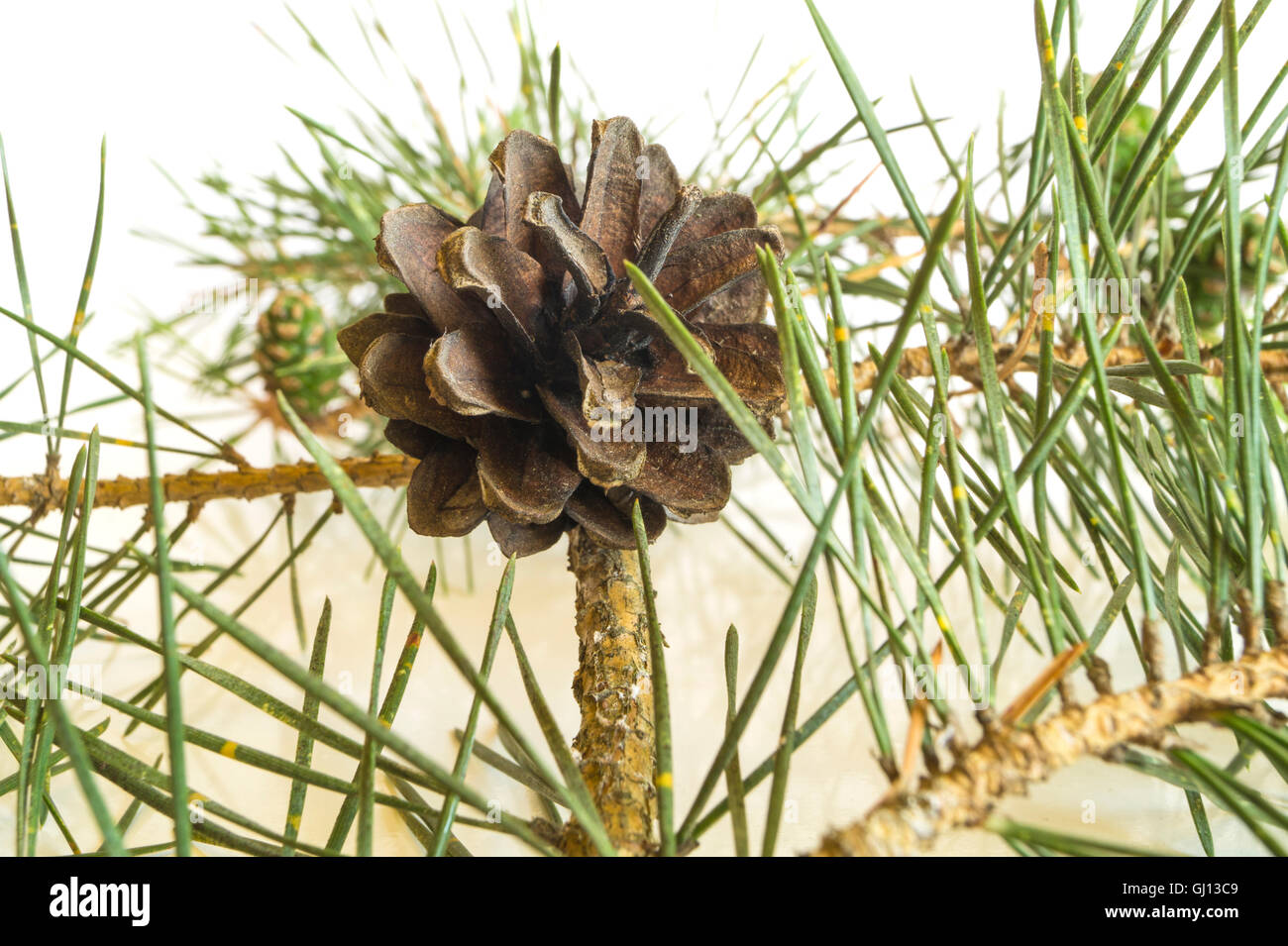 Closeup of a pine tree branch with pine cones. Isolated on white ...