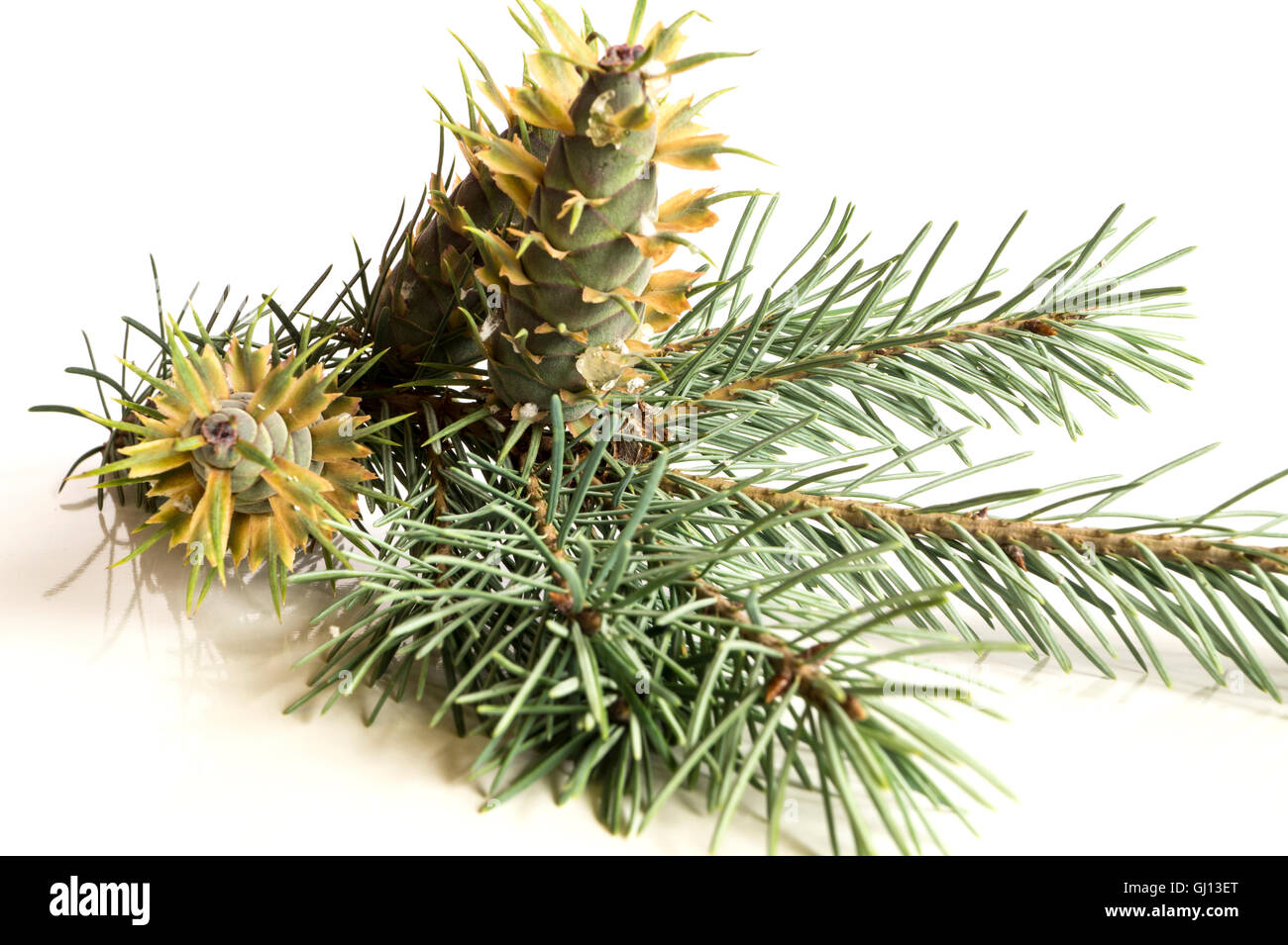 Closeup of a fir tree branch with fir cones. Isolated on white ...