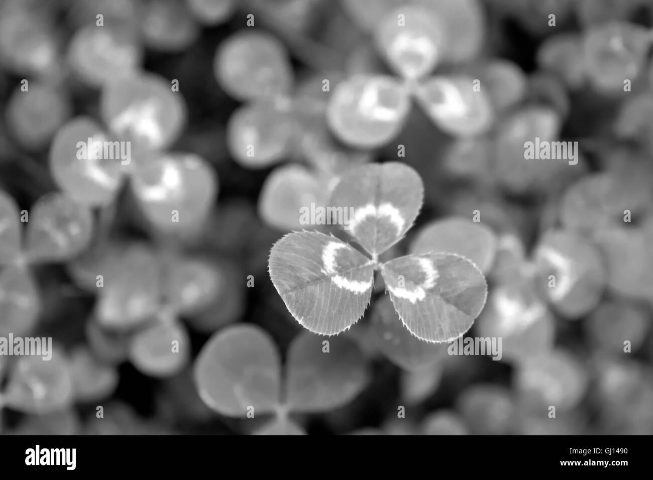 Clover leaves black and white close up patterns in nature. Stock Photo