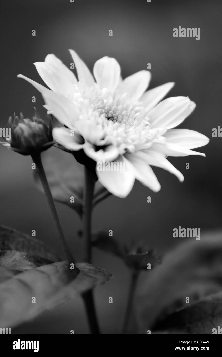 Black and white flower still life. Stock Photo