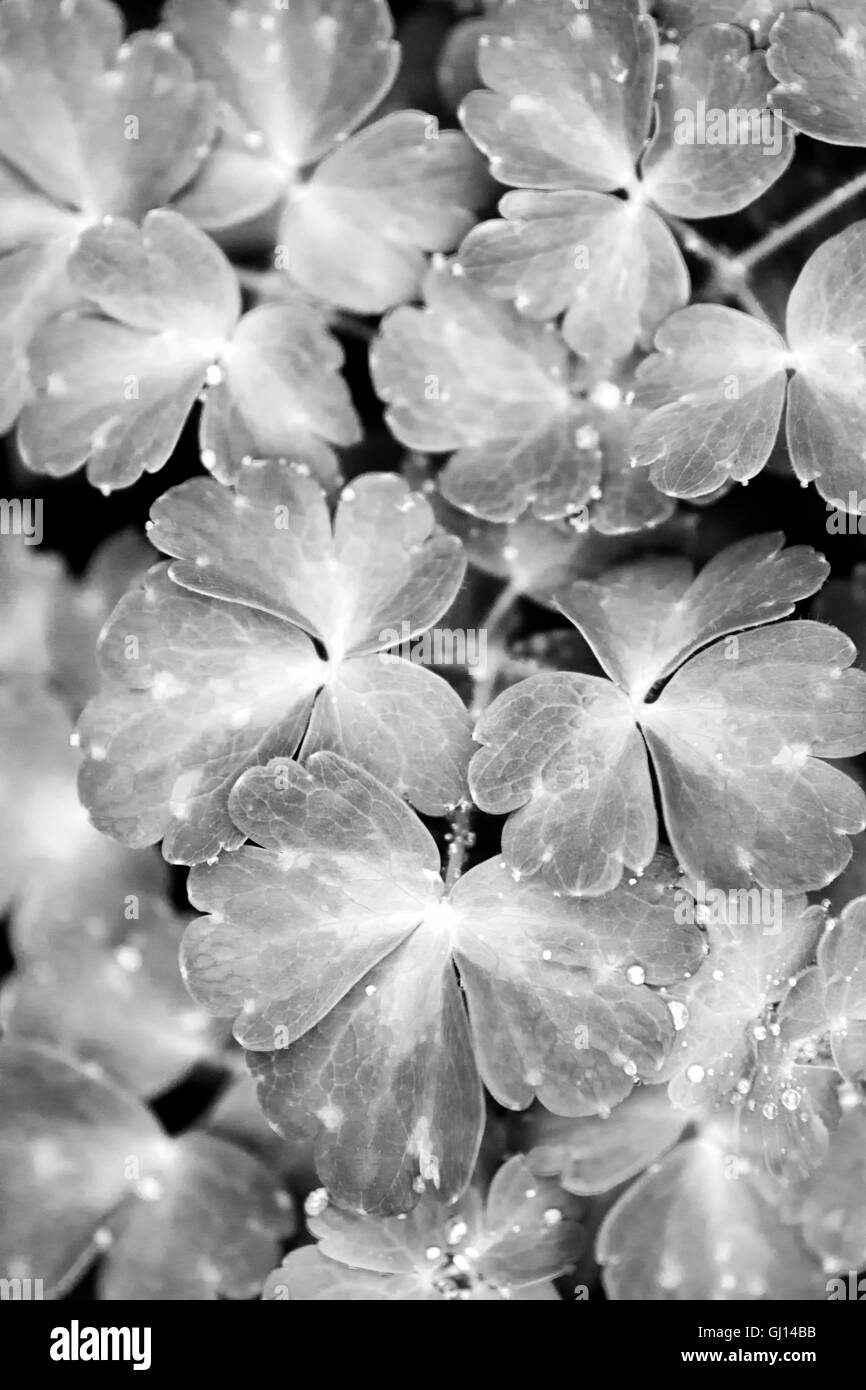 Patterns in nature Black and White Stock Photos & Images - Alamy
