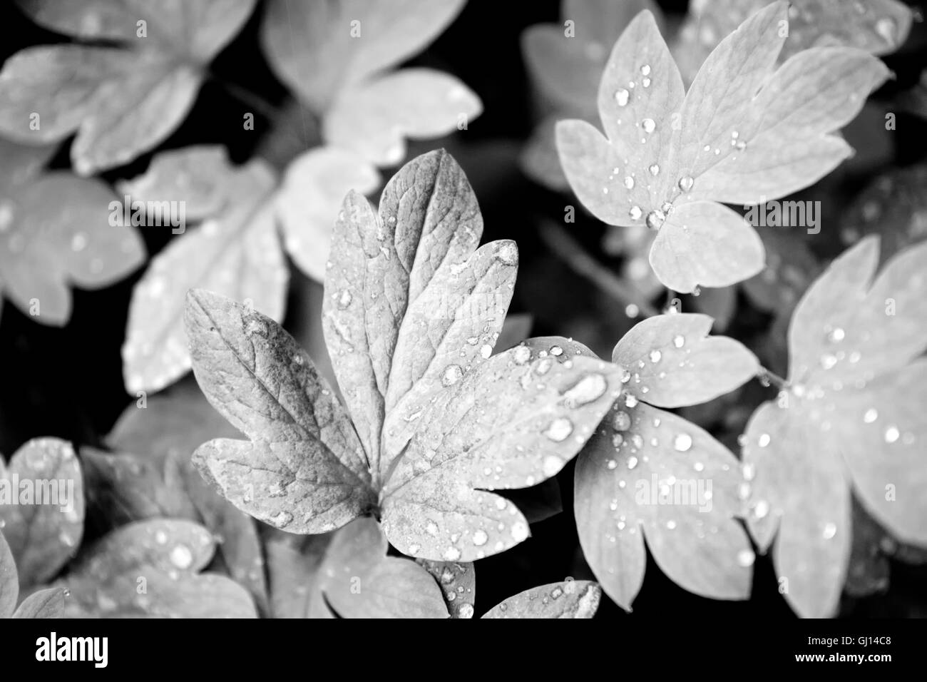 Black and white leaves nature close up Stock Photo