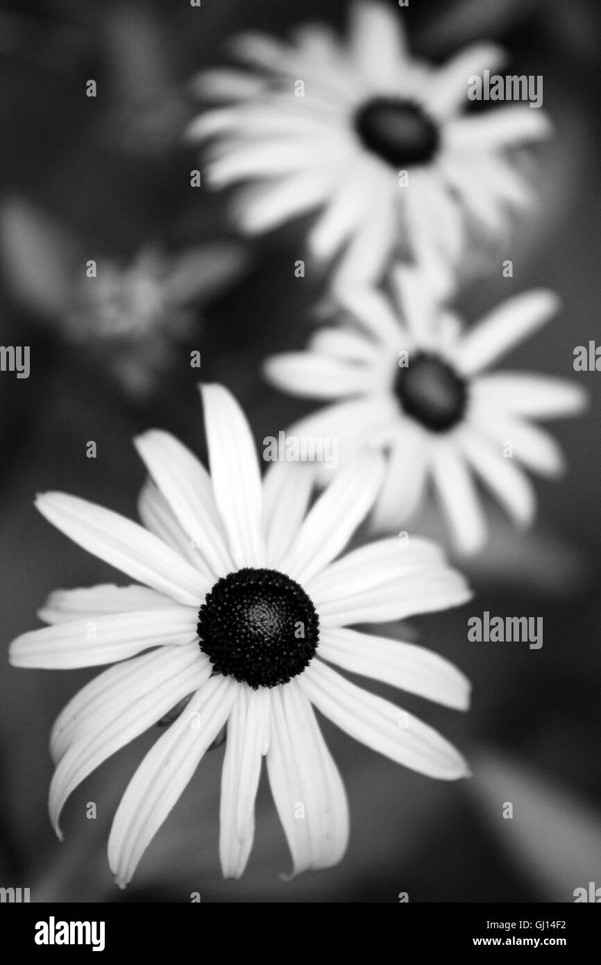 Black and white daisies Stock Photo