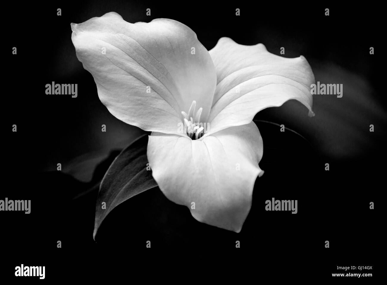 Trillium flower black and white close pp Stock Photo