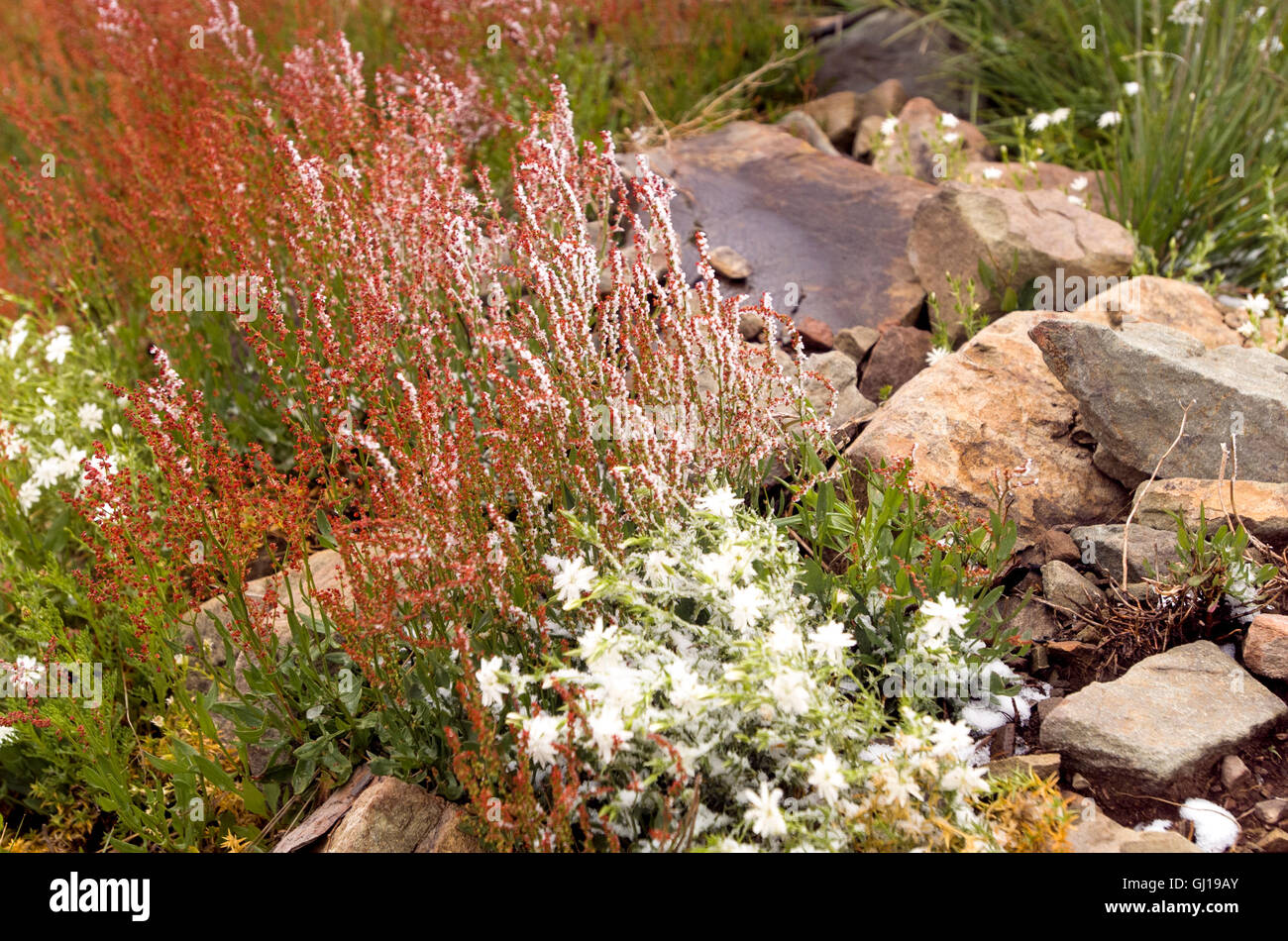 Australian snowfields hi-res stock photography and images - Alamy