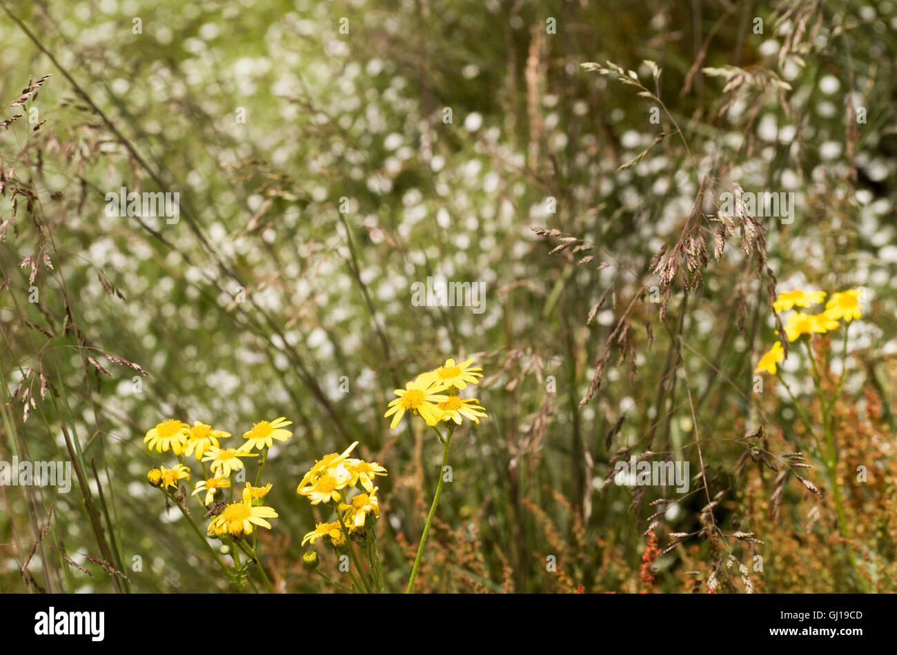 Australian snowfields hi-res stock photography and images - Alamy