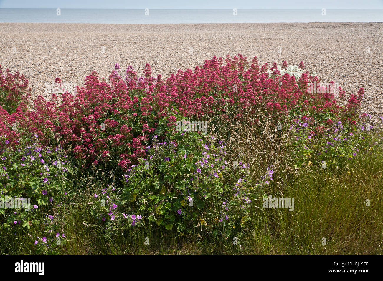 Beach flora, Dunwich, Suffolk. Stock Photo