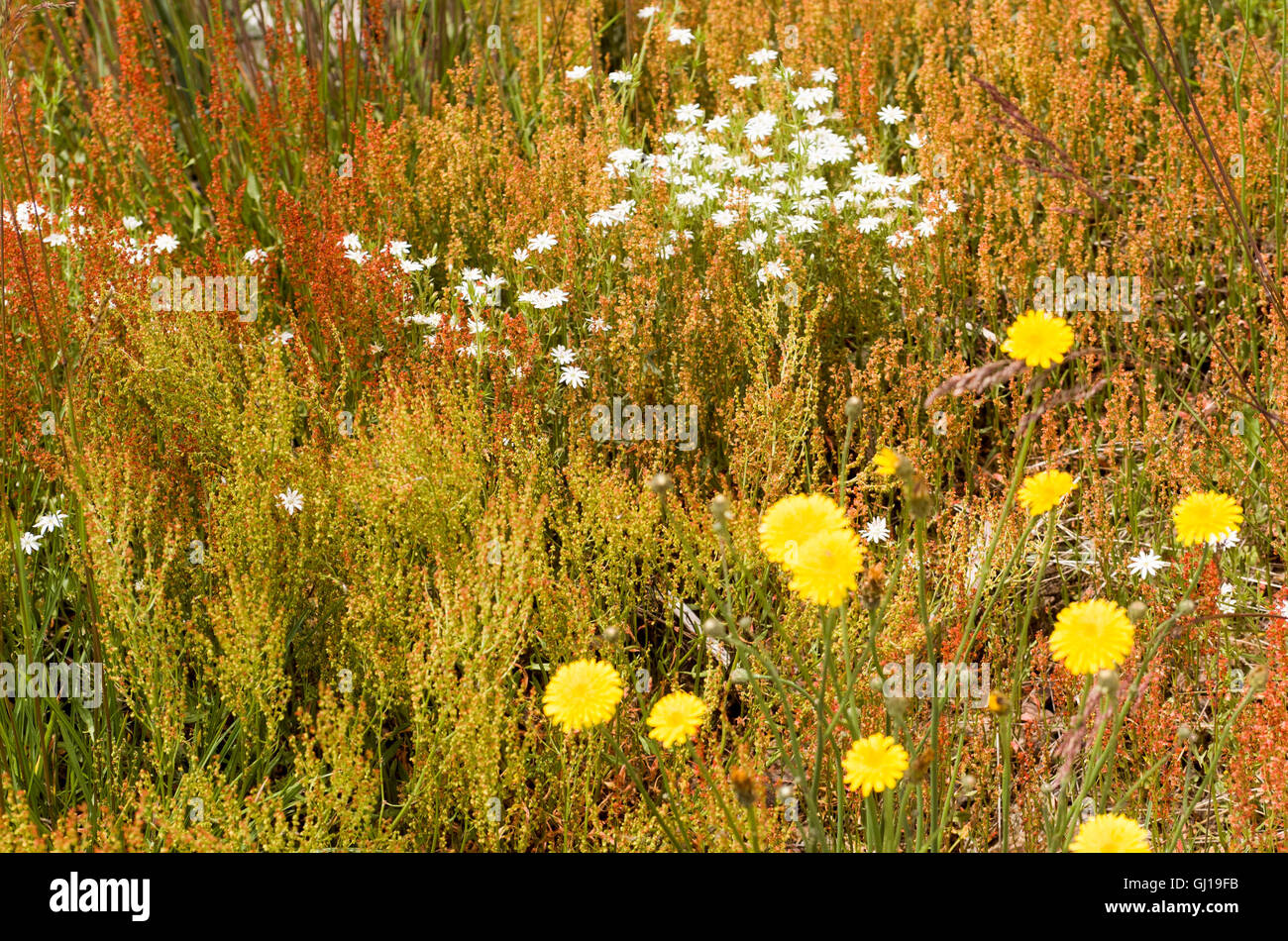 Australian snowfields hi-res stock photography and images - Alamy