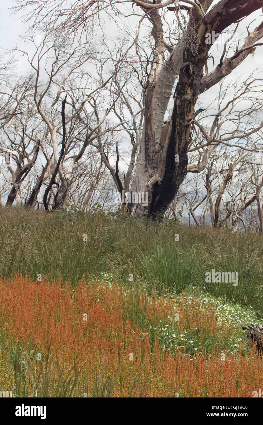 Australian snowfields hi-res stock photography and images - Alamy