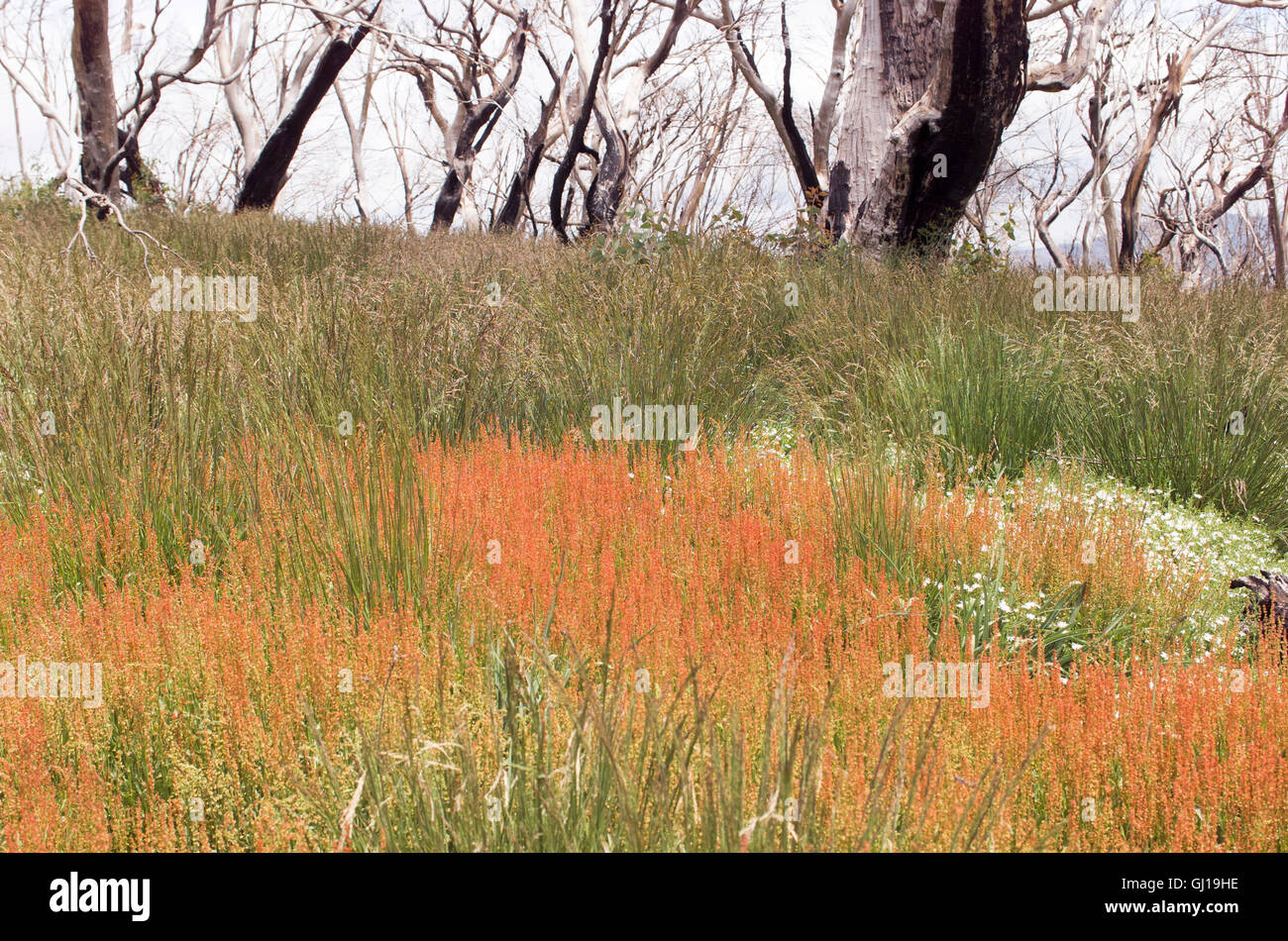 Australian mountain hi-res stock photography and images - Alamy