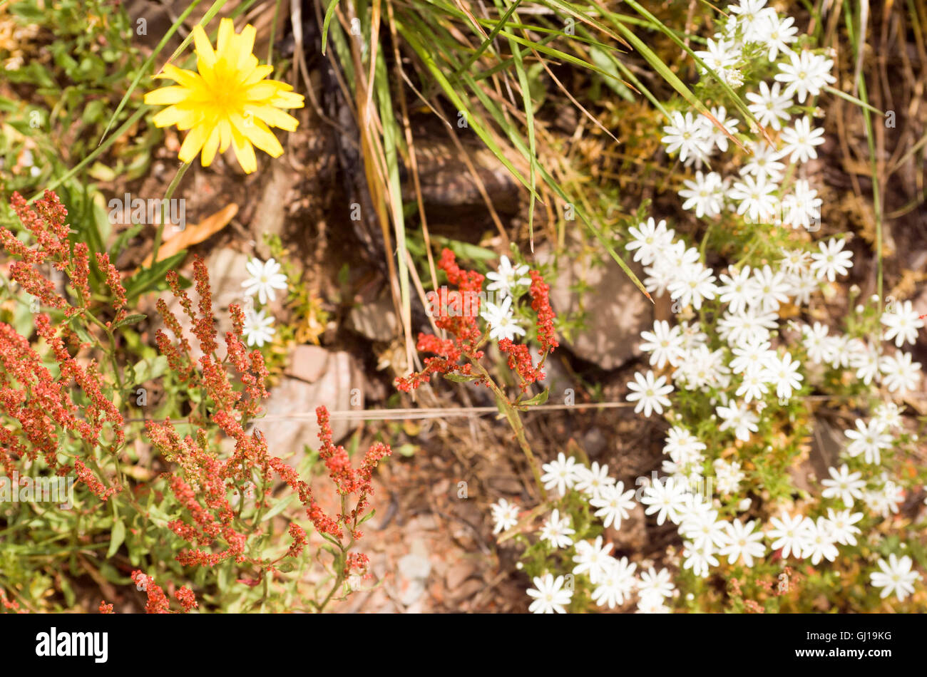 Australian snowfields hi-res stock photography and images - Alamy