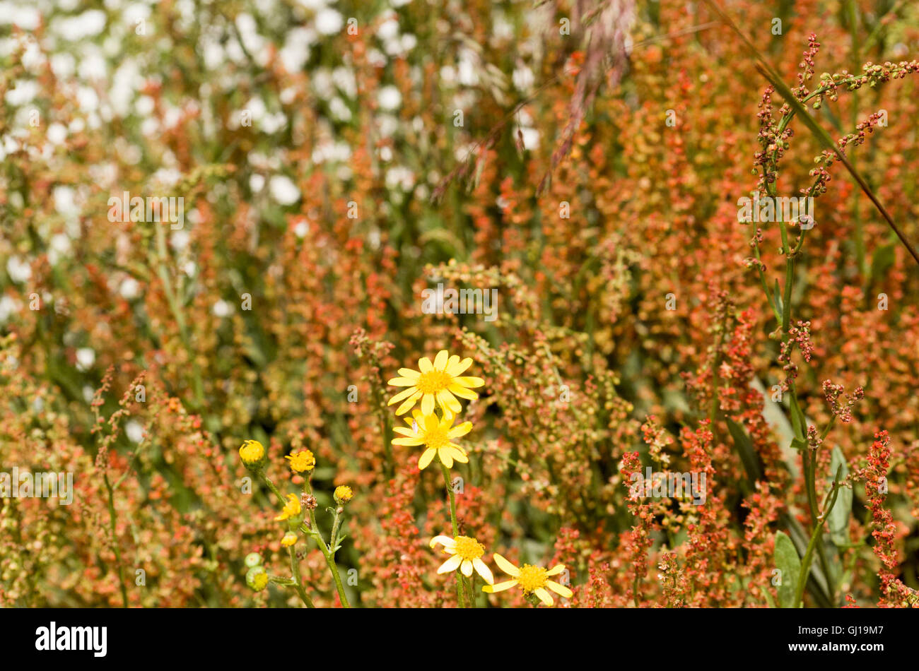 Australian snowfields hi-res stock photography and images - Alamy