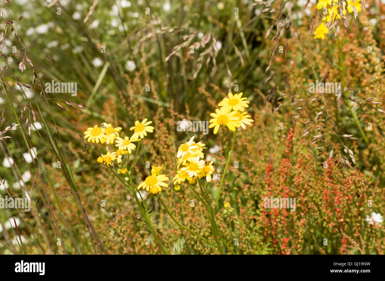 Australian snowfields hi-res stock photography and images - Alamy