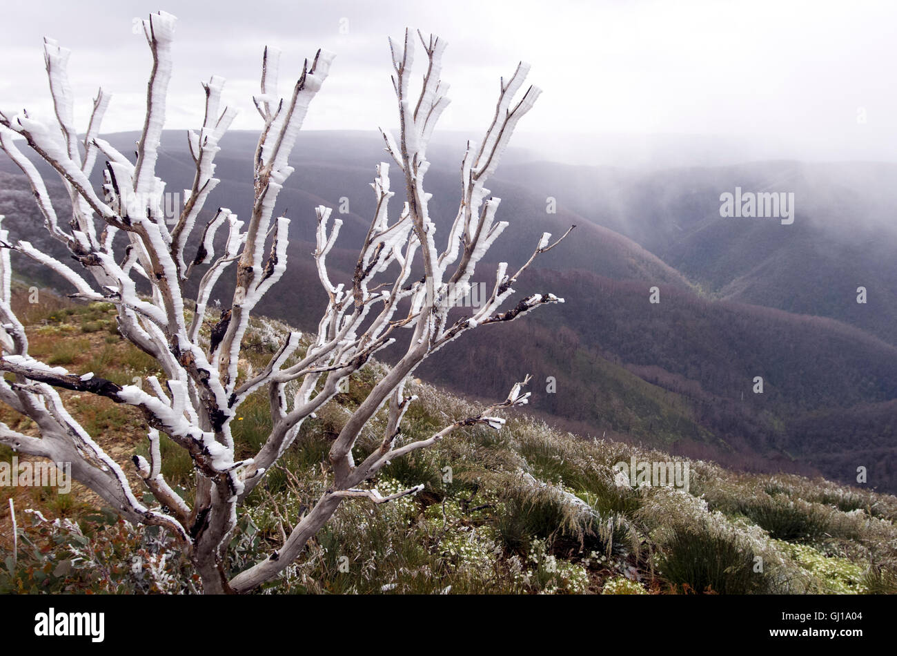 Summer in australian alps hi-res stock photography and images - Alamy