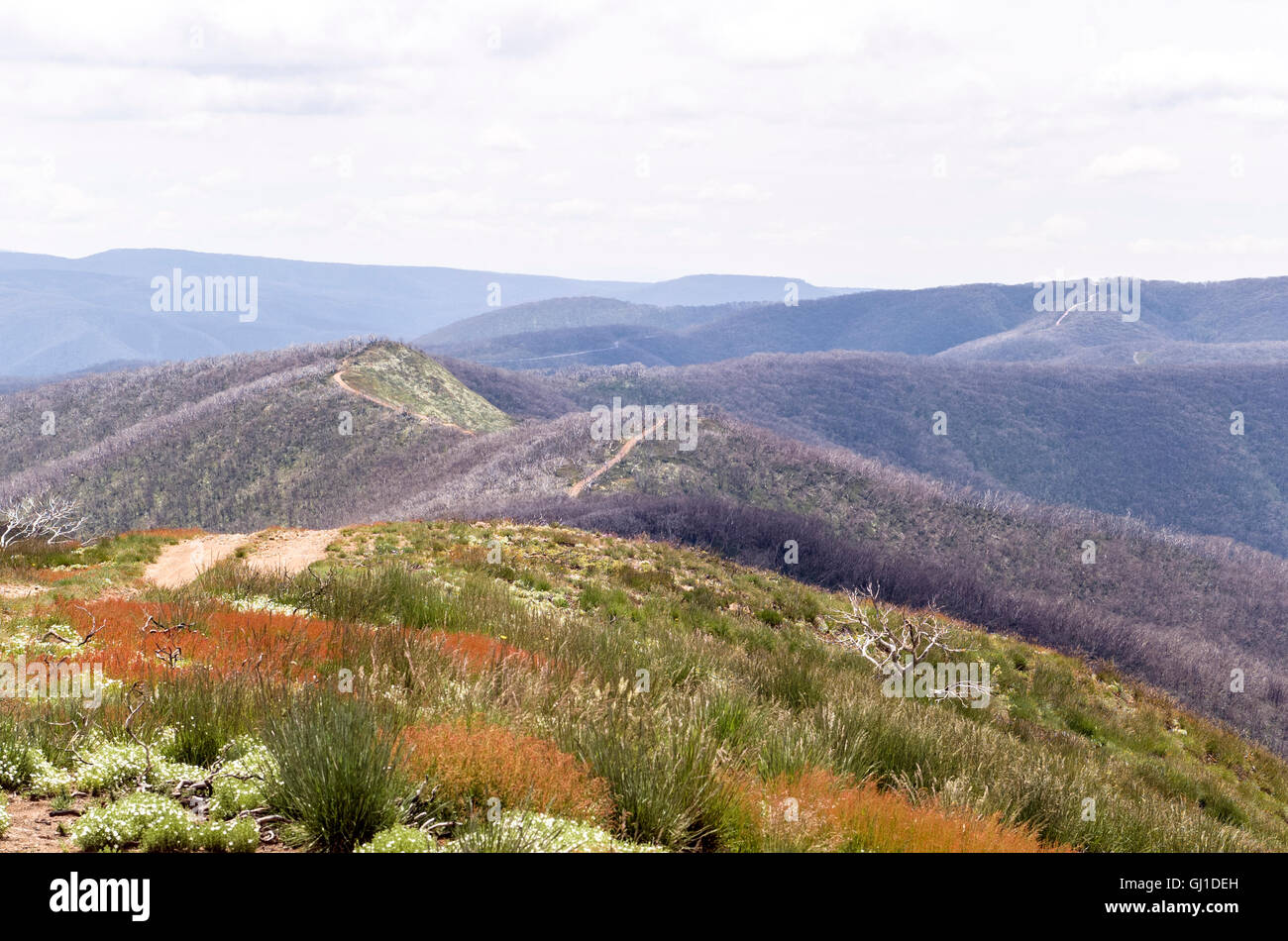 Australian alpine ranges with wildflowers in bloom with a light dusting ...