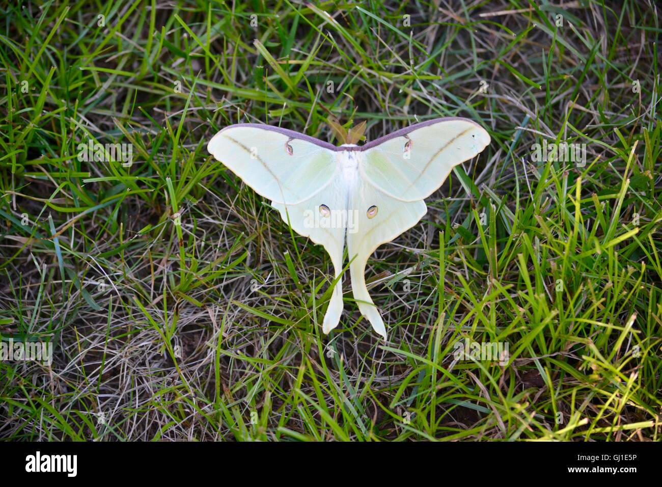 Luna Moths High Resolution Stock Photography And Images Alamy
