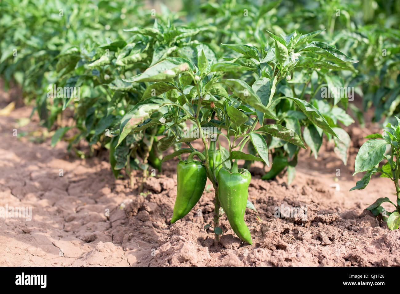 Bell pepper plant hires stock photography and images Alamy