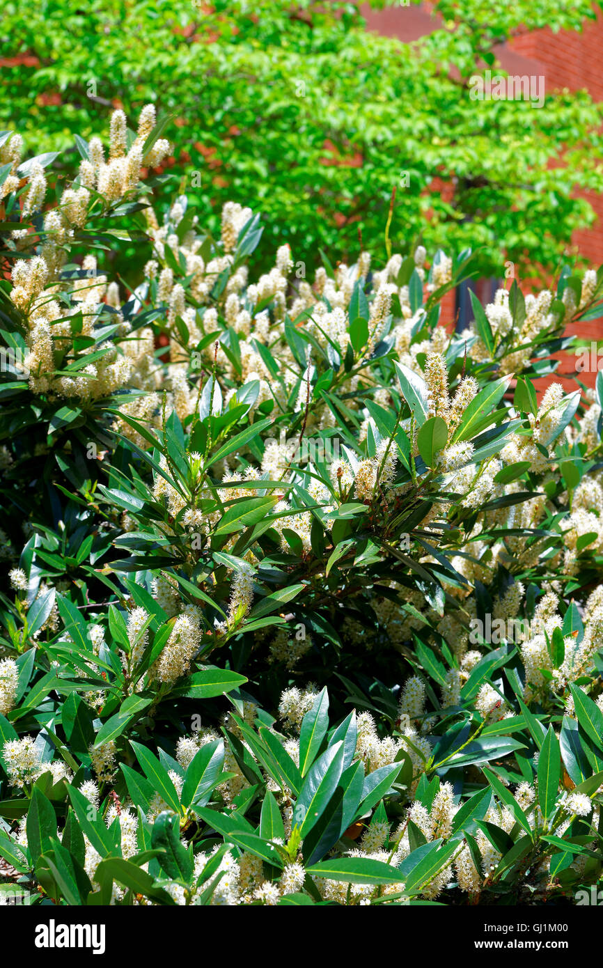 Bush with the bright white flowers called itea Little Henry or the Sweetspire. The photo was taken in The George Washington University campus in Washington D.C., the United States. Stock Photo
