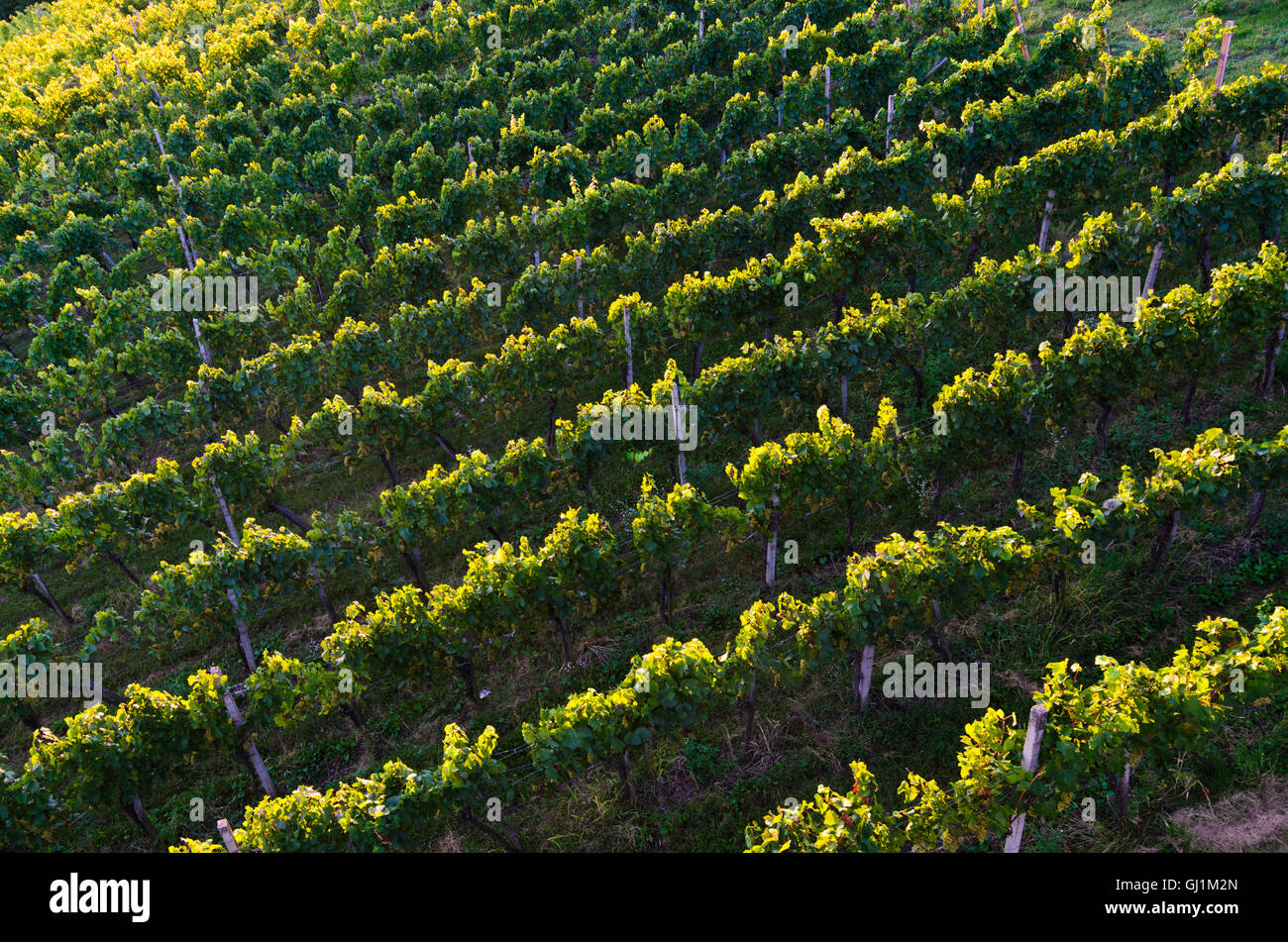 Deutsch Schützen-Eisenberg: vineyard from above, Austria, Burgenland, Stock Photo
