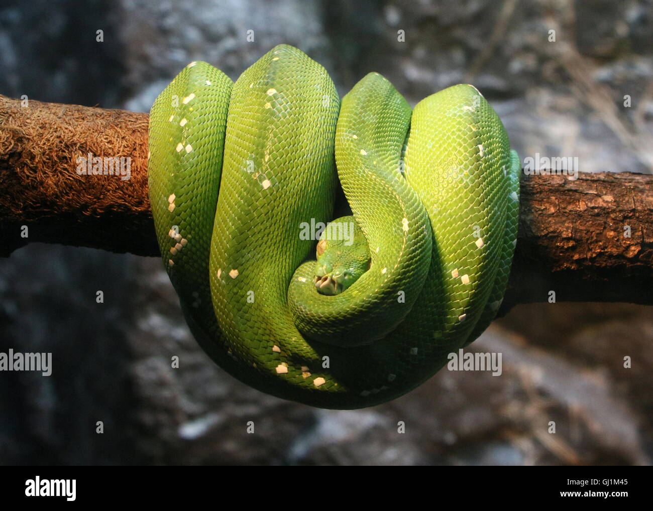 Southeast Asian Green tree python or Chondro snake (Morelia viridis) wrapped around a branch, facing the camera Stock Photo