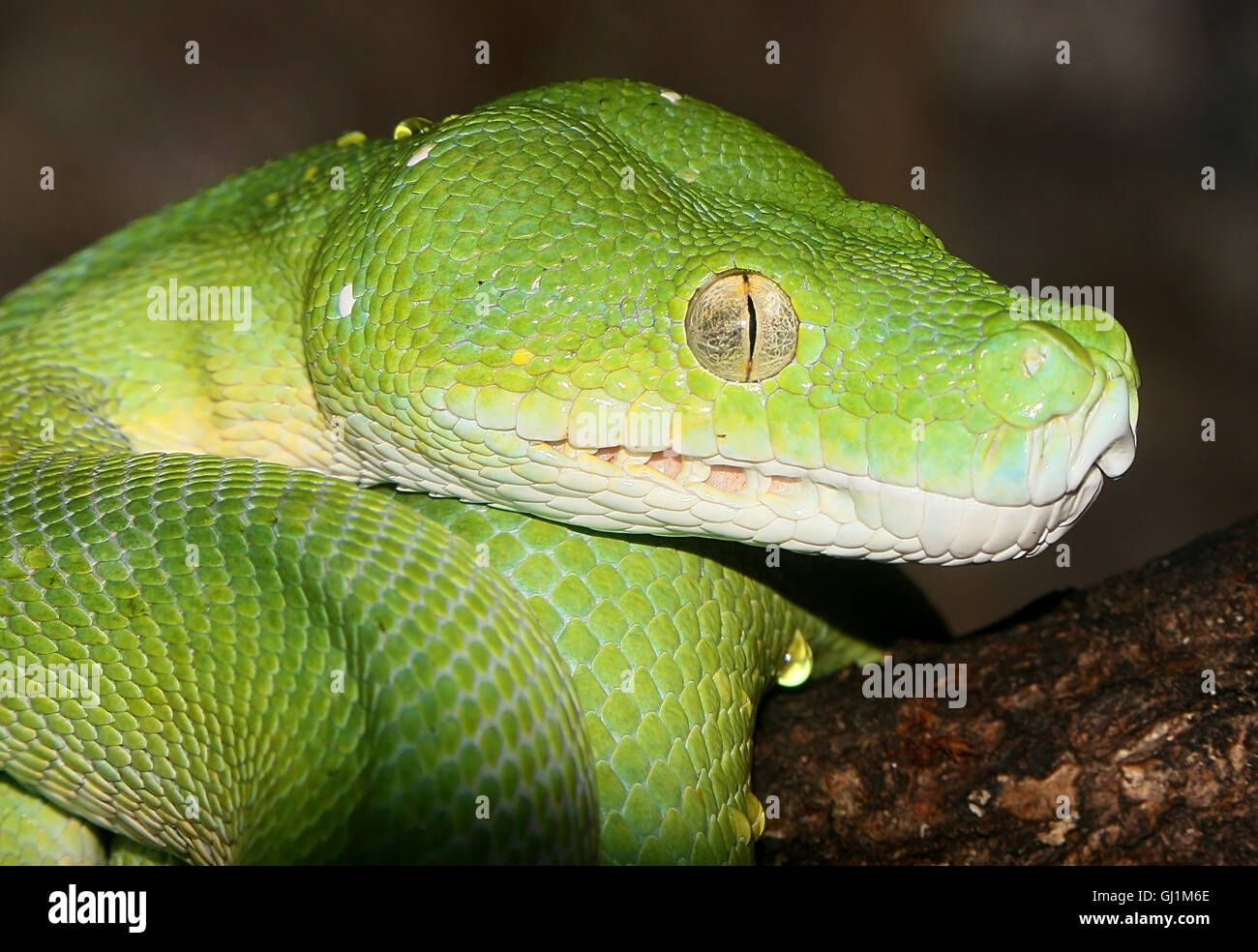 Southeast Asian Green tree python or Chondro (Morelia viridis), closeup of the head Stock Photo