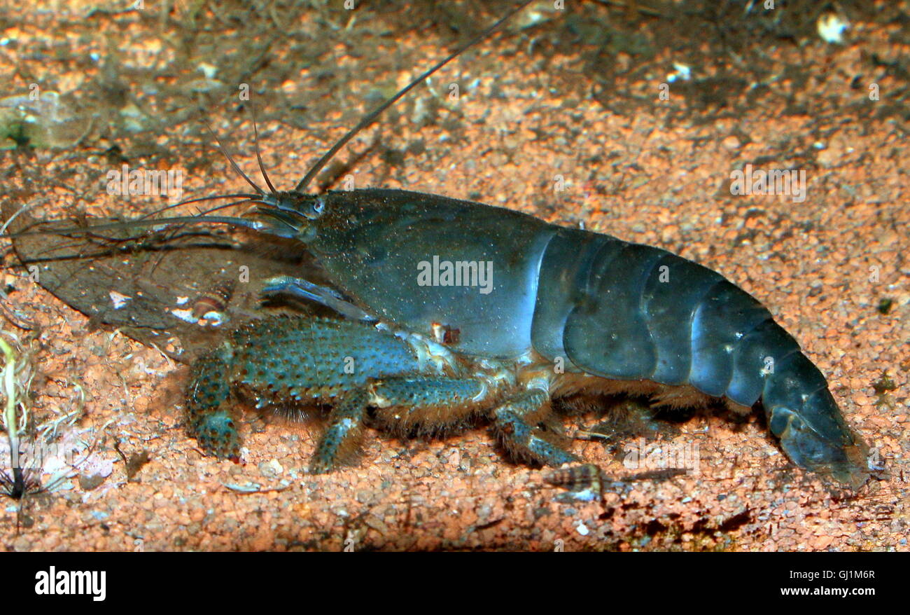 Giant African fan shrimp ( Atya gabonensis), aka African filter shrimp, vampire shrimp, Cameroon or Gabon blue rhino shrimp Stock Photo