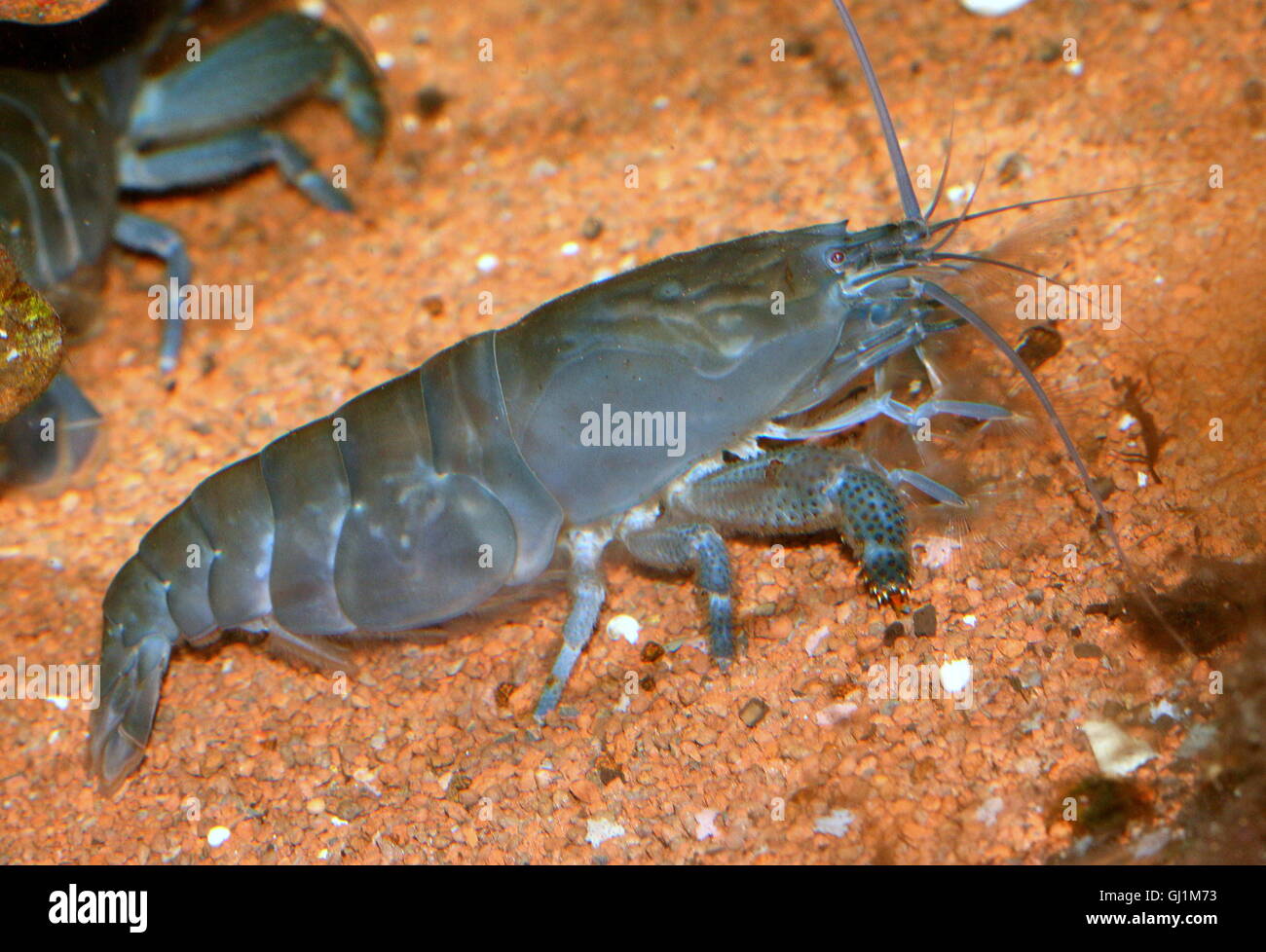 Giant African fan shrimp ( Atya gabonensis), aka African filter shrimp, vampire shrimp, Cameroon or Gabon blue rhino shrimp Stock Photo