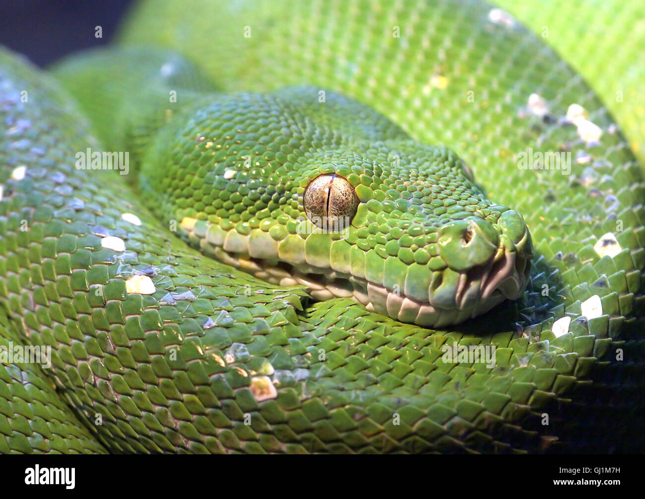 Python vert hi-res stock photography and images - Alamy