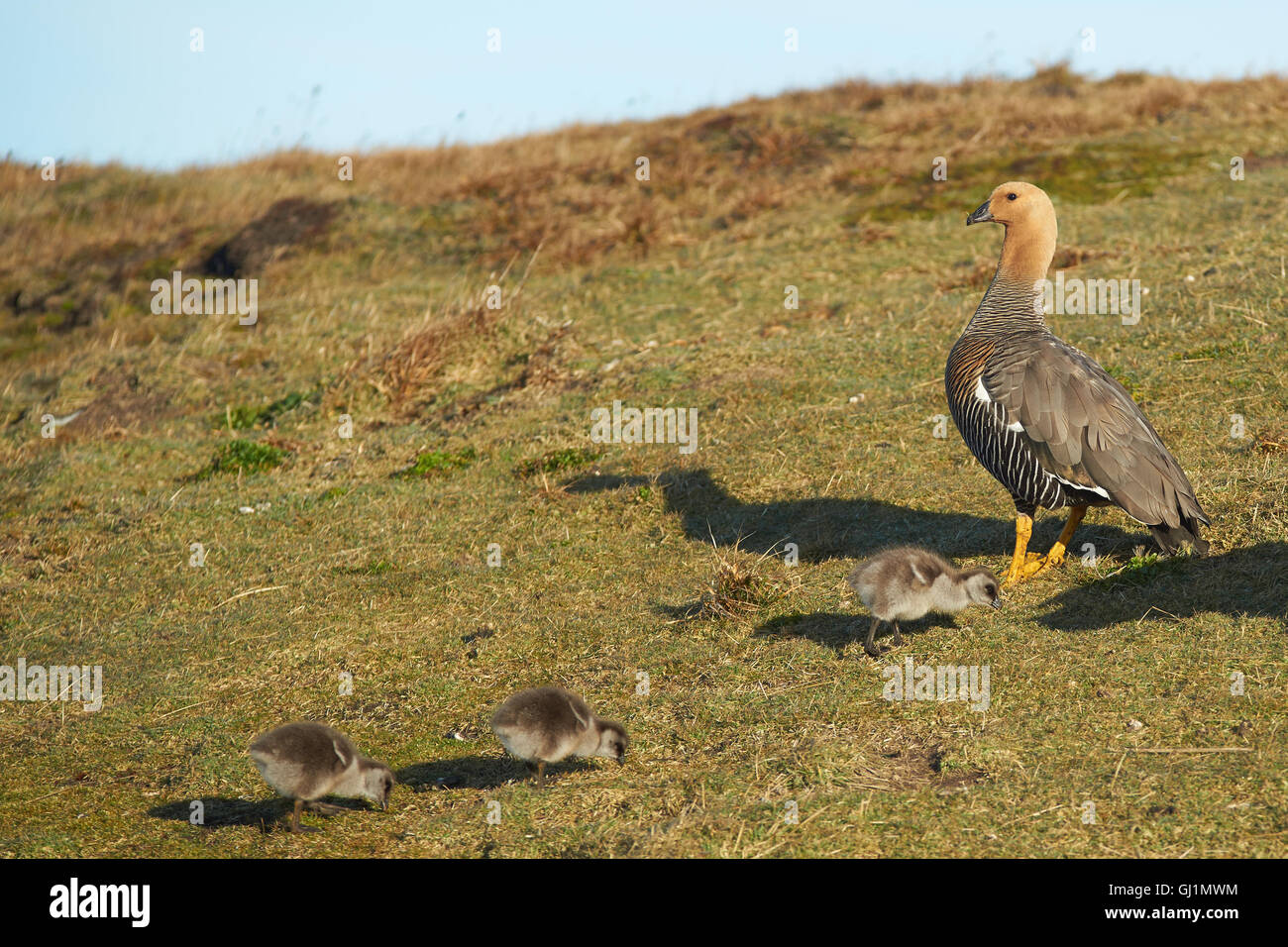 Upland Goose (Chloephaga picta leucoptera Stock Photo Alamy