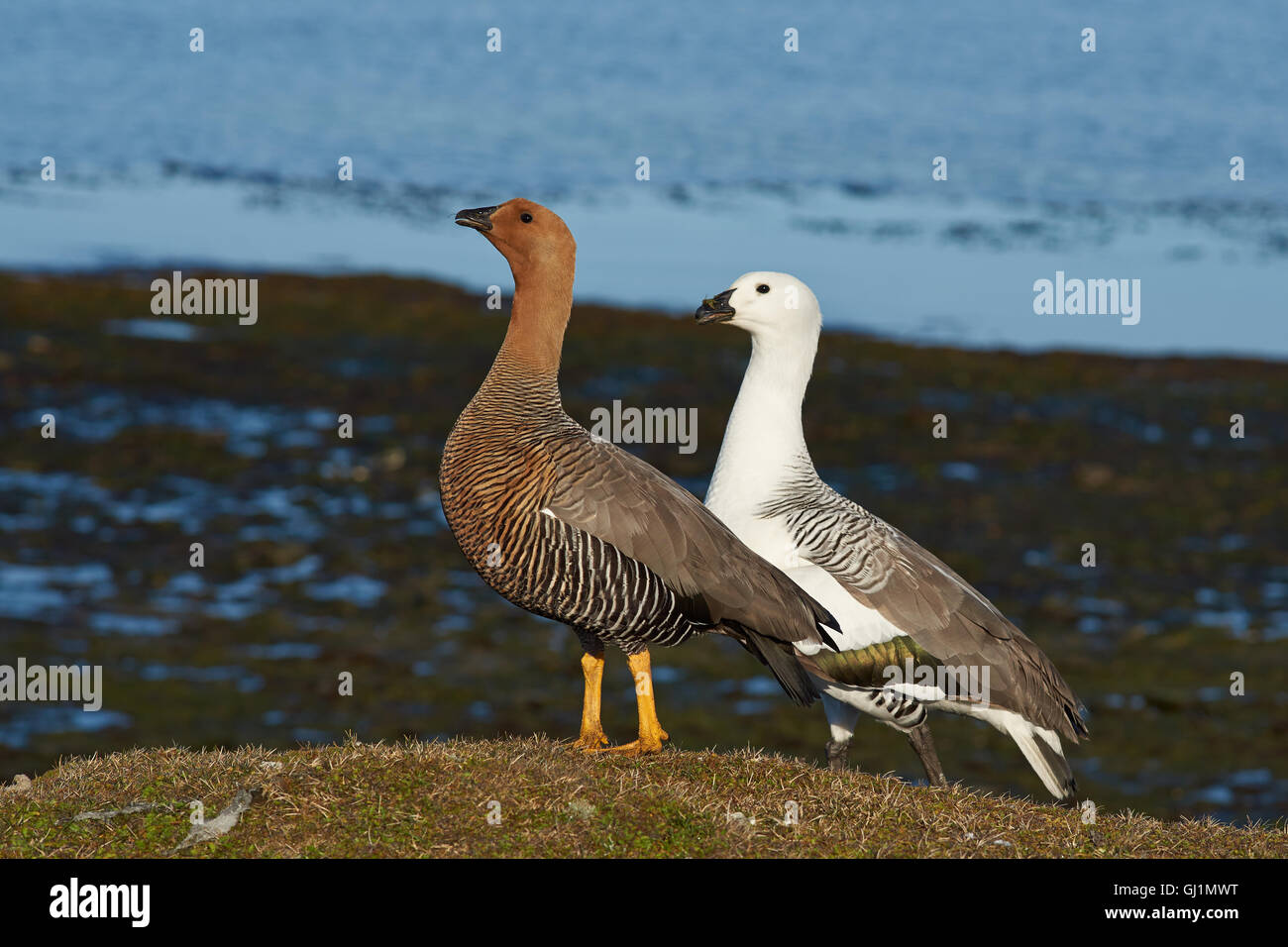 Upland goose pair falklands hi-res stock photography and images - Alamy