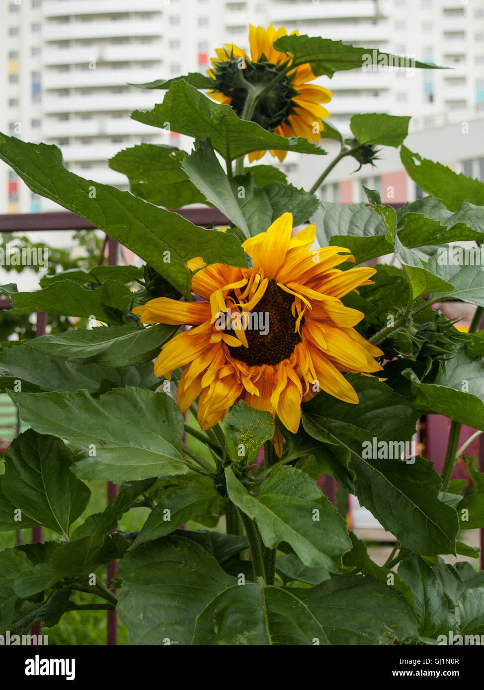 Bright beautiful big yellow flower with large green leaves in the background of the building is called the flower of sunflower Stock Photo