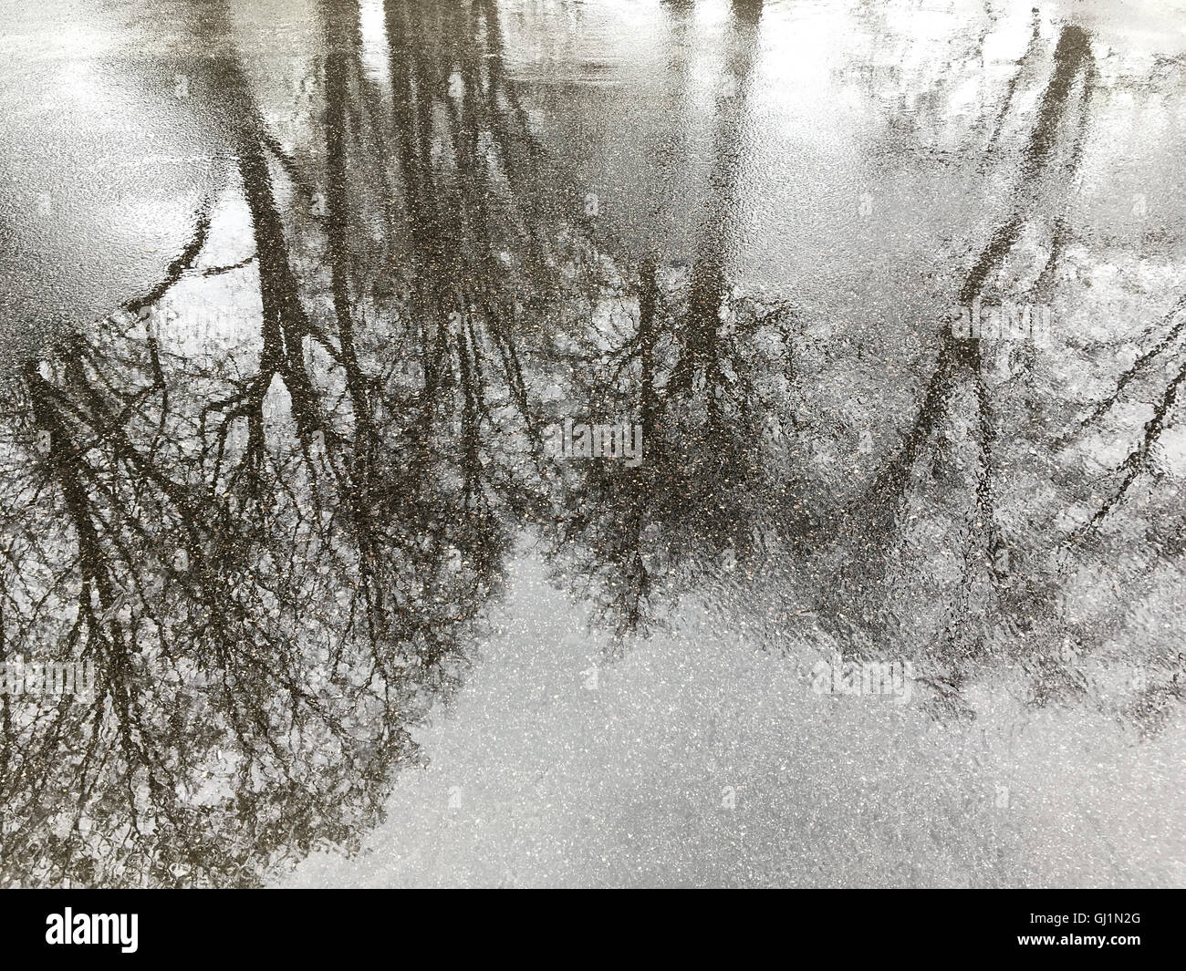 wet asphalt pavement with reflection of trees after heavy rain Stock ...