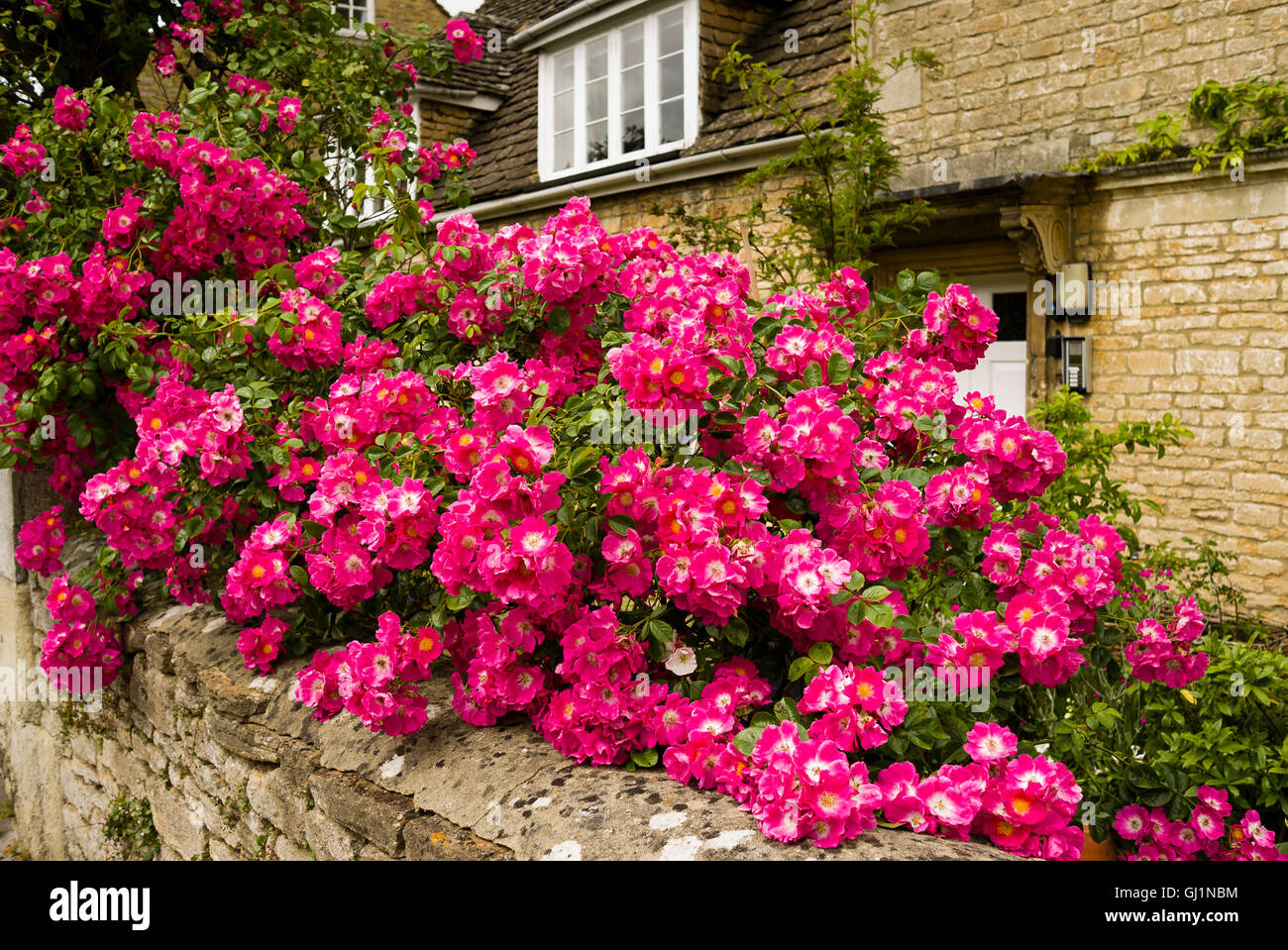 Rambling rambler rose in a front garden (Believed to be Rosa American Pillar  Stock Photo - Alamy