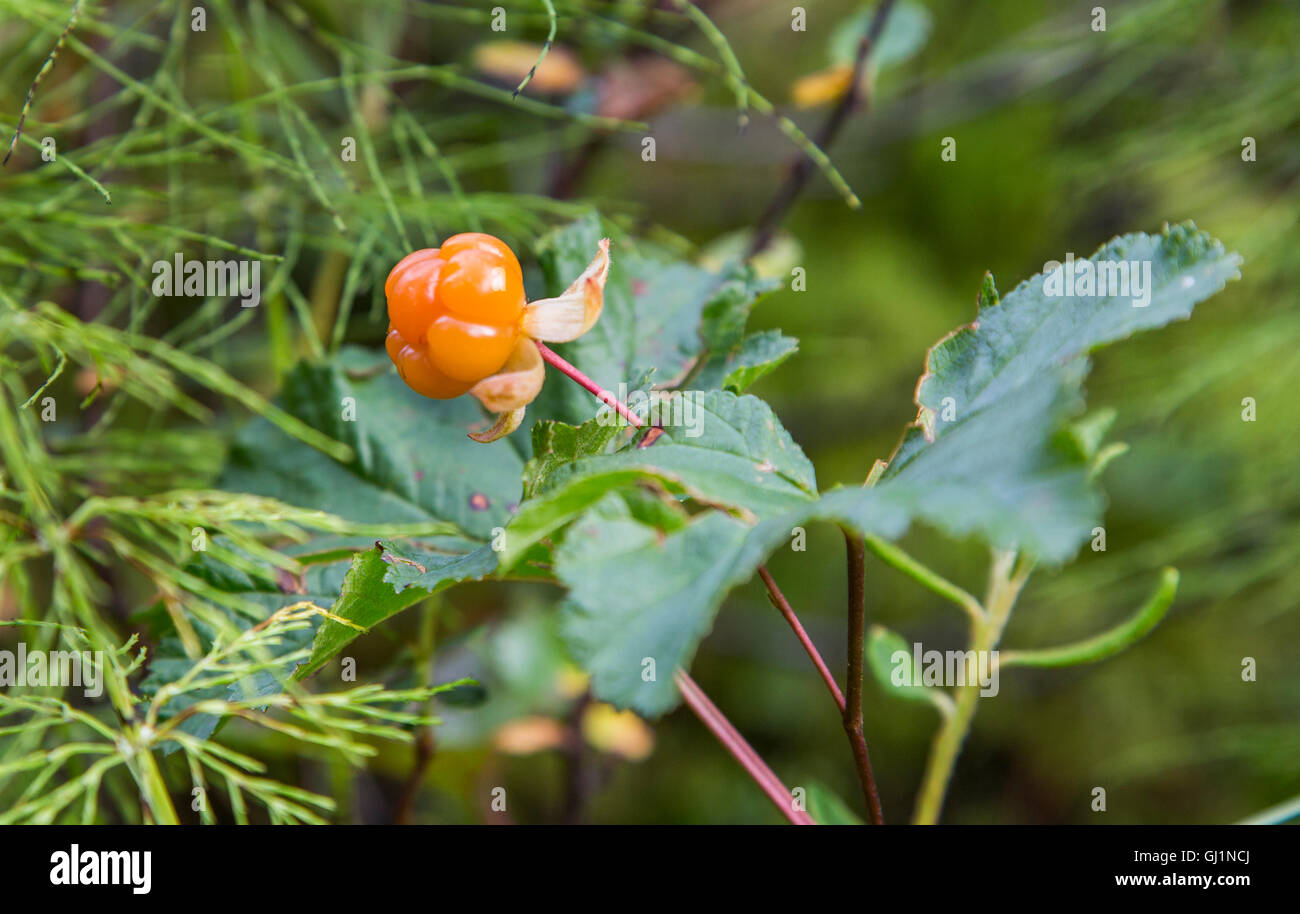 cloudberry in a bog of Finnish lapland Stock Photo